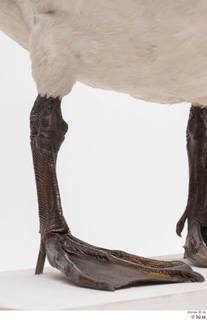 Mute swan leg 0003.jpg